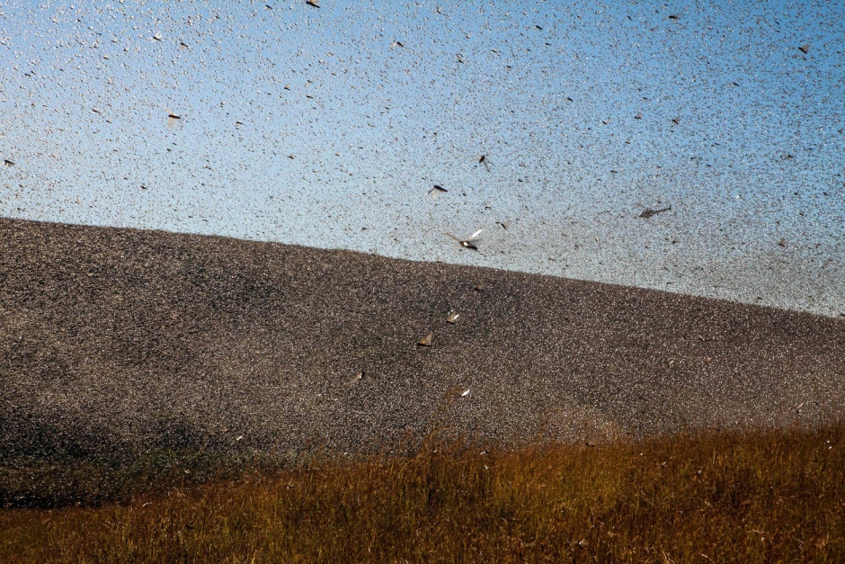 Heuschreckenplage Madagaskar