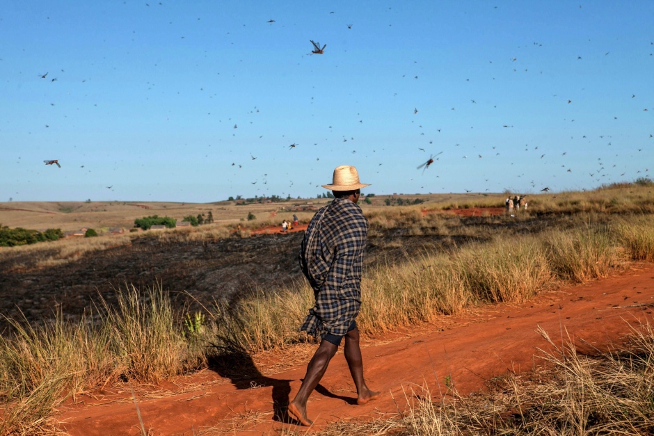 Heuschreckenplage Madagaskar