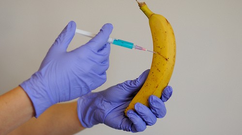 gvo banane, genmanipulierte banane, gmo banana