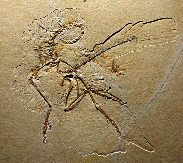 China Archaeopteryx