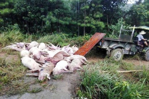 kugelblitz tötet schweine china farm