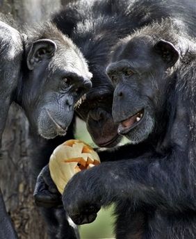 Chimpanzees