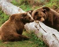 brown bears