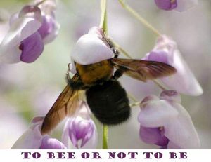 Bee or not be