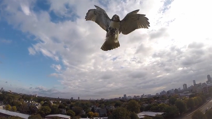 hawk downs drone