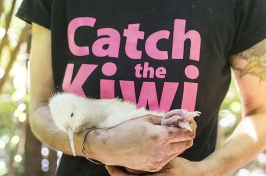 weißer kiwi