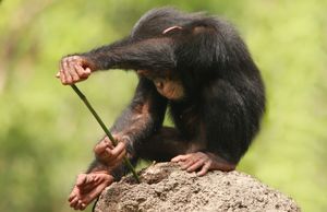 Schimpanse Termiten angeln chimpanzee