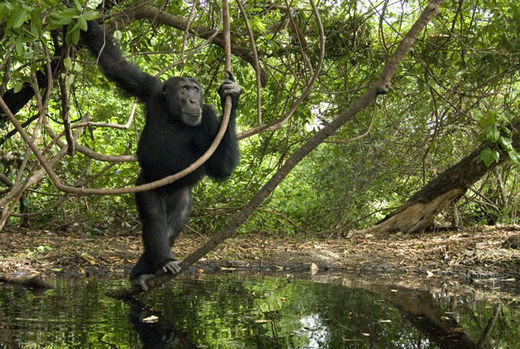 Fongoli Schimpanse chimpanzee
