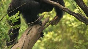 Schimpanse jagt chimpanzee