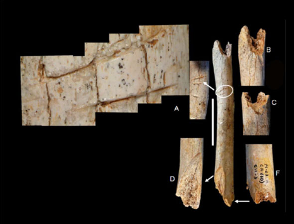 Postmortale Schnittspuren auf den Oberschenkelknochen des Neandertaler-Kindes