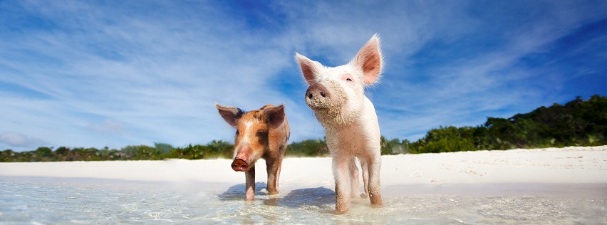 pig beach,happy pigs,strandschweine,glückliche wildschweine bahamas