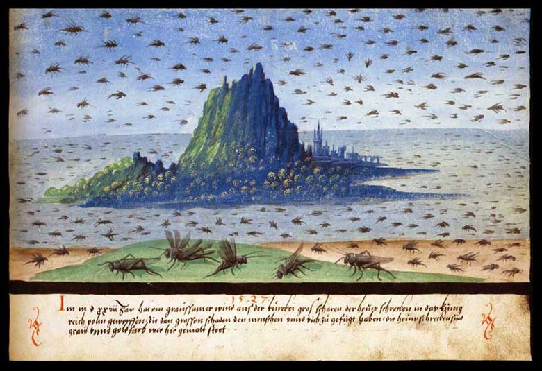 1527 locusts - Heuschrecken