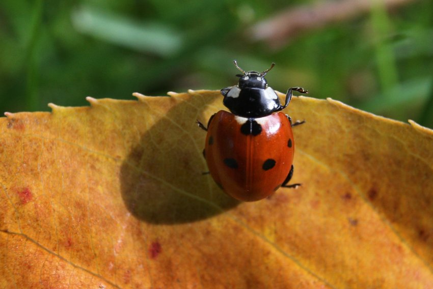 marienkäfer, ladybug