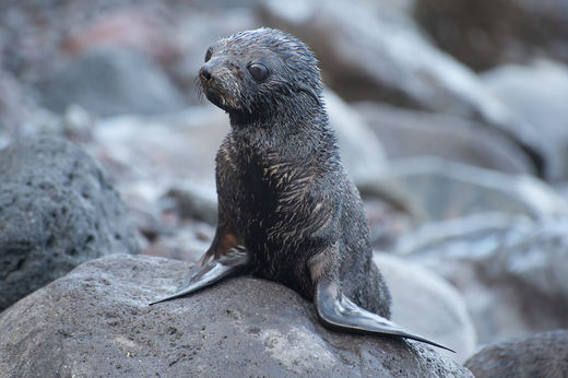 guadalupe fur seal