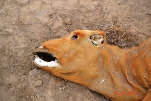 unexplainable animal mutilations Tierverstümmelung