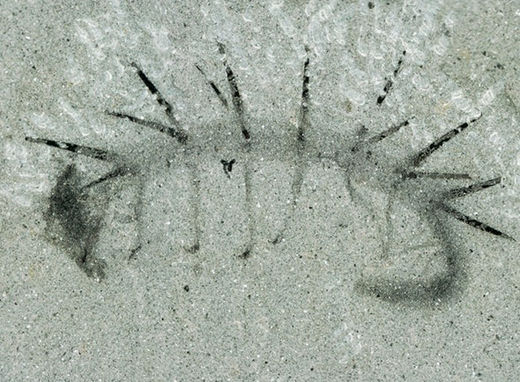Klicken um zu vergrößern Fossil Urwurm Hallucigenia sparsa