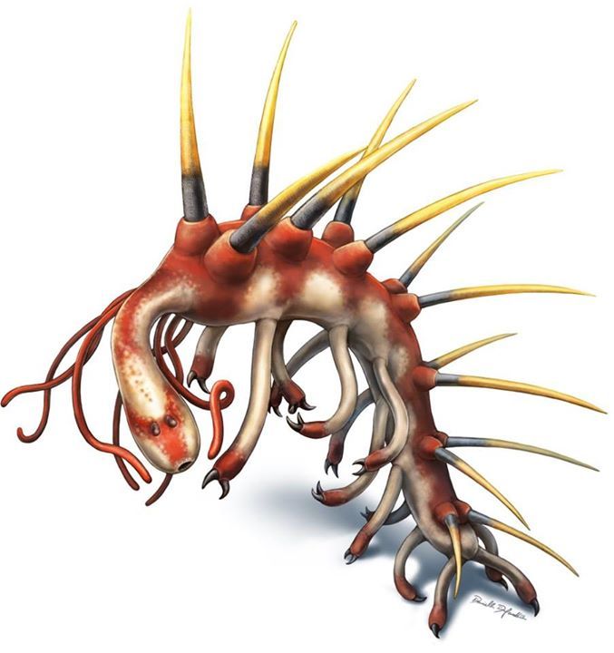 Fossil Urwurm Hallucigenia sparsa