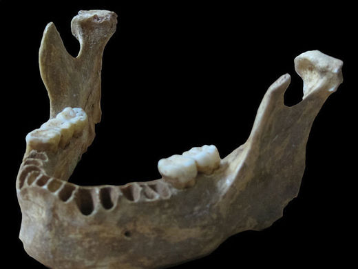 Kieferknochen Neandertaler