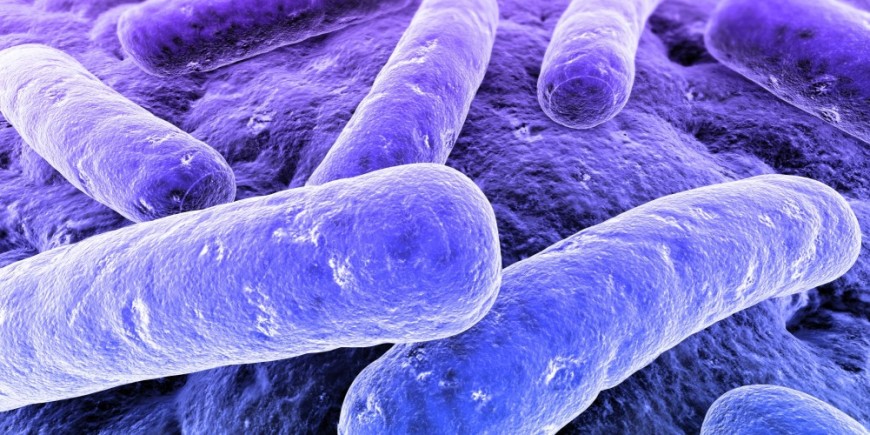 bakterien, bacteria