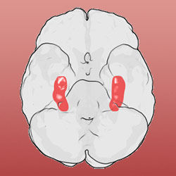 Hippocampus, Gehirn, Amnesie
