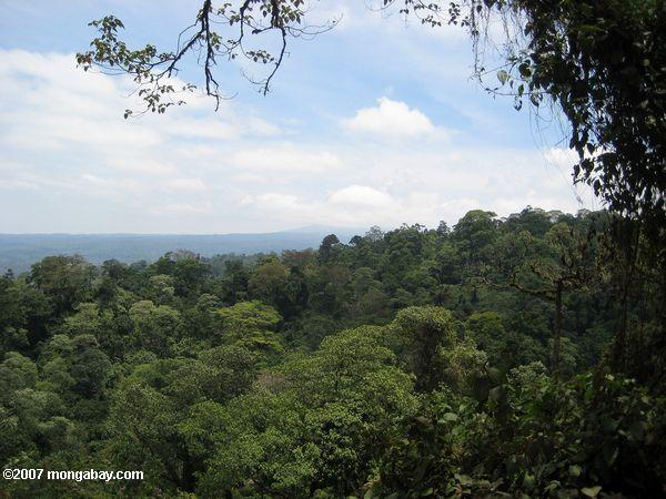 Wald Tansania Afrika