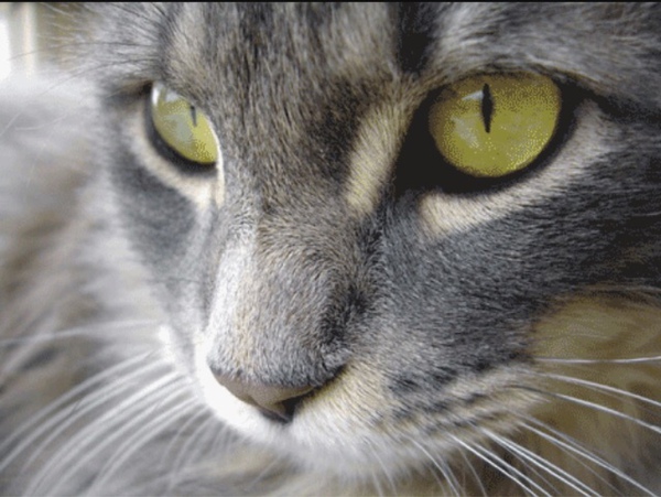 Katze, Katzenaugen
