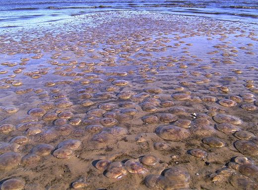 Ohrenquallen Ostsee