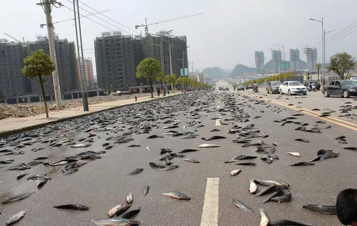 Fischregen Thailand April 2015?