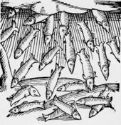 Der Fischregen in Sachsen im Jahr 989 wurde in einer Chronik abgebildet, die 1557 erschien