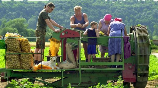 Bauernfamilie Kartoffelernte