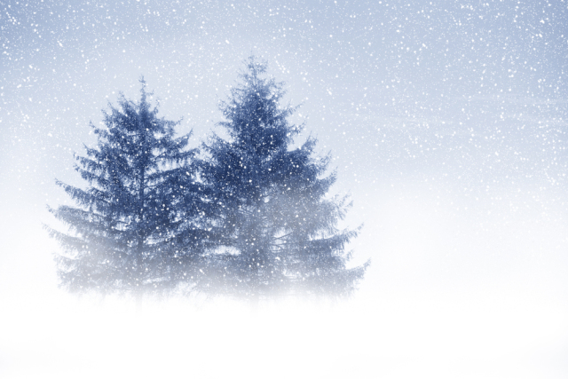 Winter, Eiszeit, Tannen im Schnee, Weihnachten, Ice Age, christmas