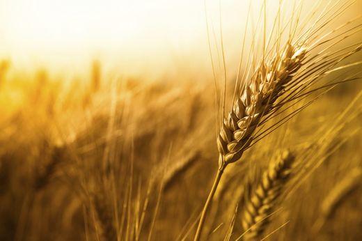 weizen gvo gmo