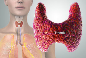 Thyroid gland,Schilddrüse