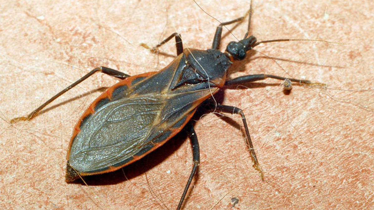 kissing bug, kuss wanze