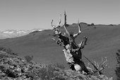 Die Kiefern aus den White Mountains in Kalifornien sind bis zu 5000 Jahre alt.