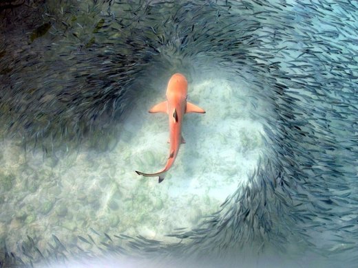 Haifisch