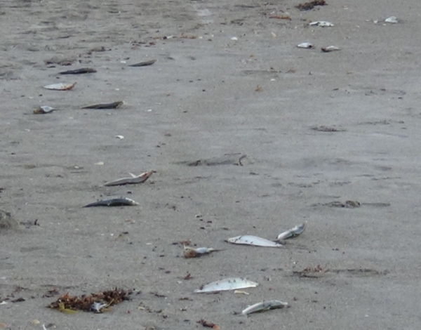 dead fish found on Brevard County beaches