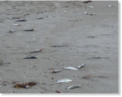 dead fish found on Brevard County beaches