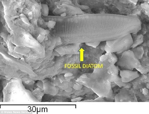 Fossiles Diatom