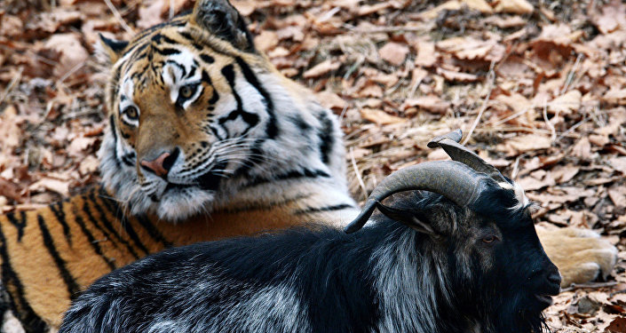 Tiger Goat Amur Timur 