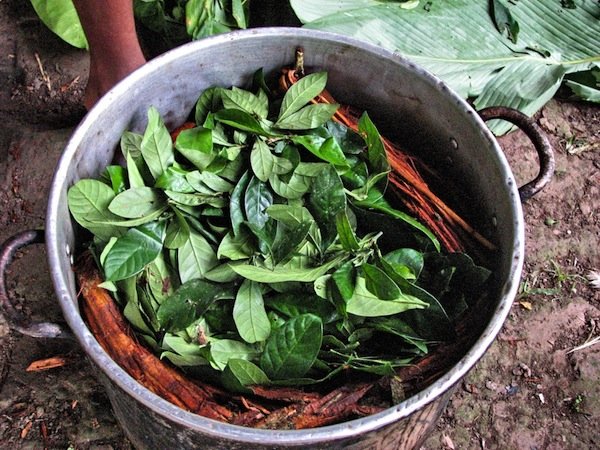 ayahuasca