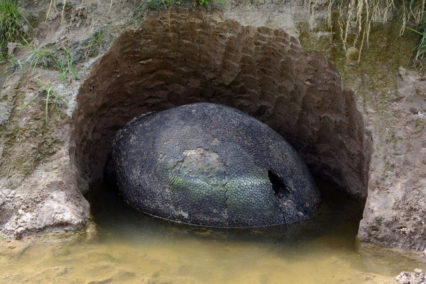 Bauer Findet Den Panzer Von Einem Prahistorischen Riesengurteltier Das Glyptodon Wissenschaft Und Technologie Sott Net