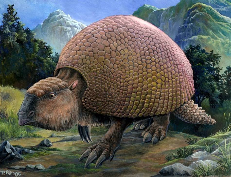 Bauer Findet Den Panzer Von Einem Prahistorischen Riesengurteltier Das Glyptodon Wissenschaft Und Technologie Sott Net