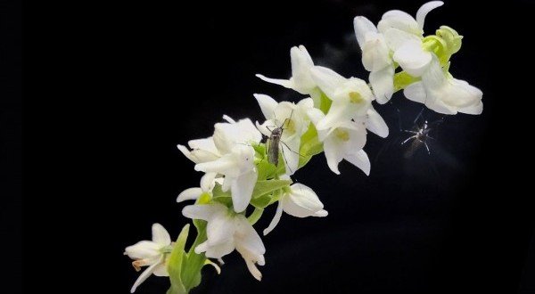 Orchidee,Waldhyazinthe