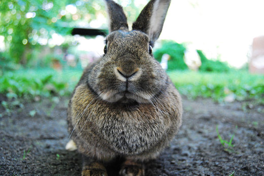 rabbit, kaninchen