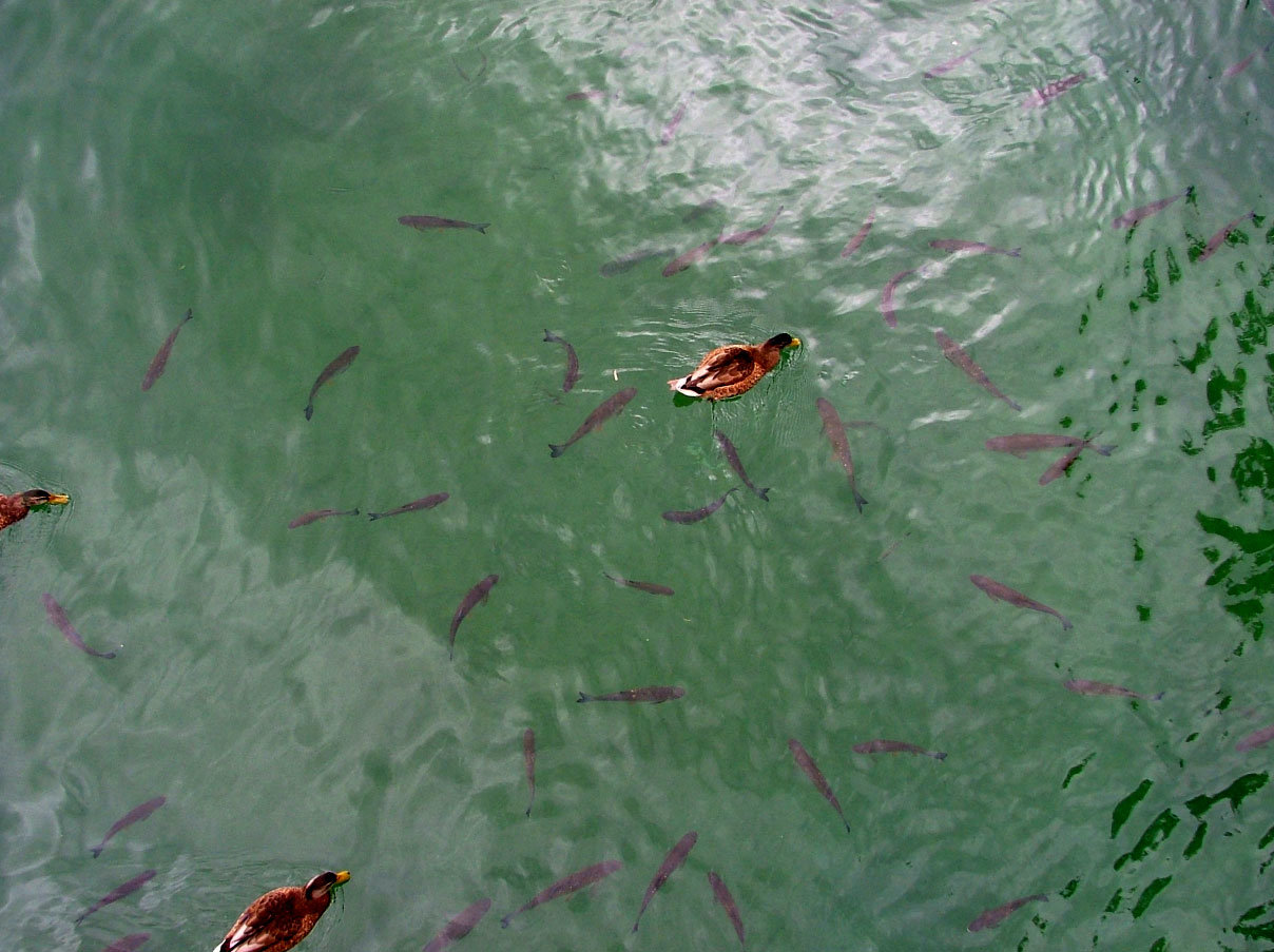 Fish lake water