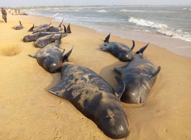 Dead whales