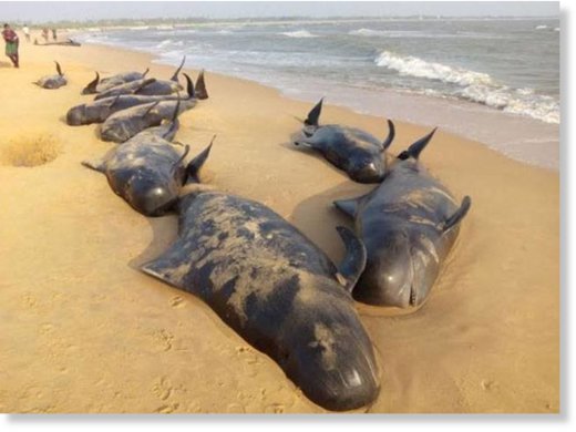 Klicken um zu vergrößern Dead whales