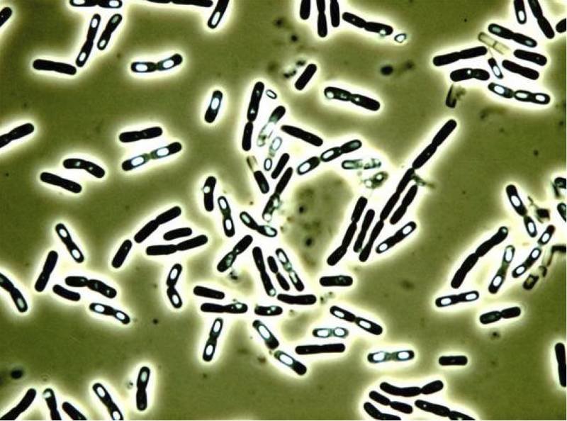 Bacillus cereus,Bakterien