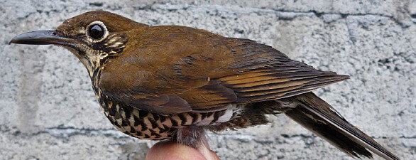Himalayawalddrossel,neue vogelart